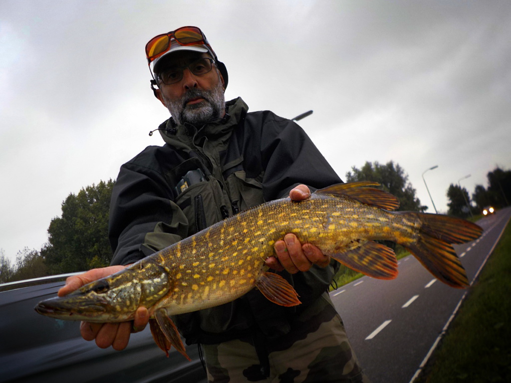 Brochet hollandais