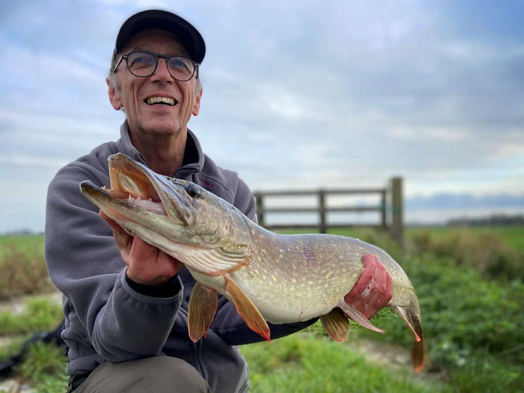 Brochet hollandais sur les polders