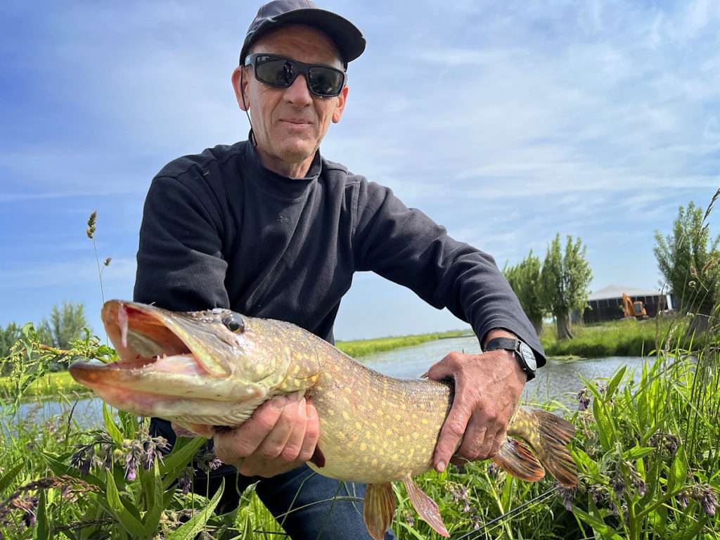 Brochet des polders hollandais