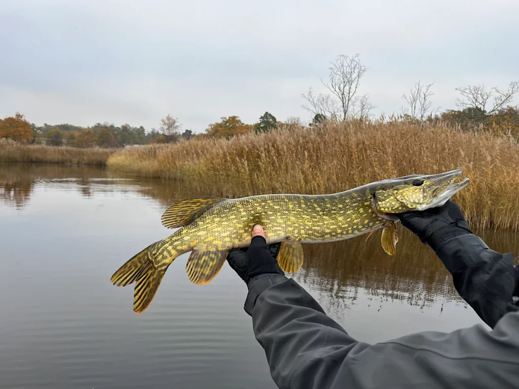 Brochet d'eau saumâtre
